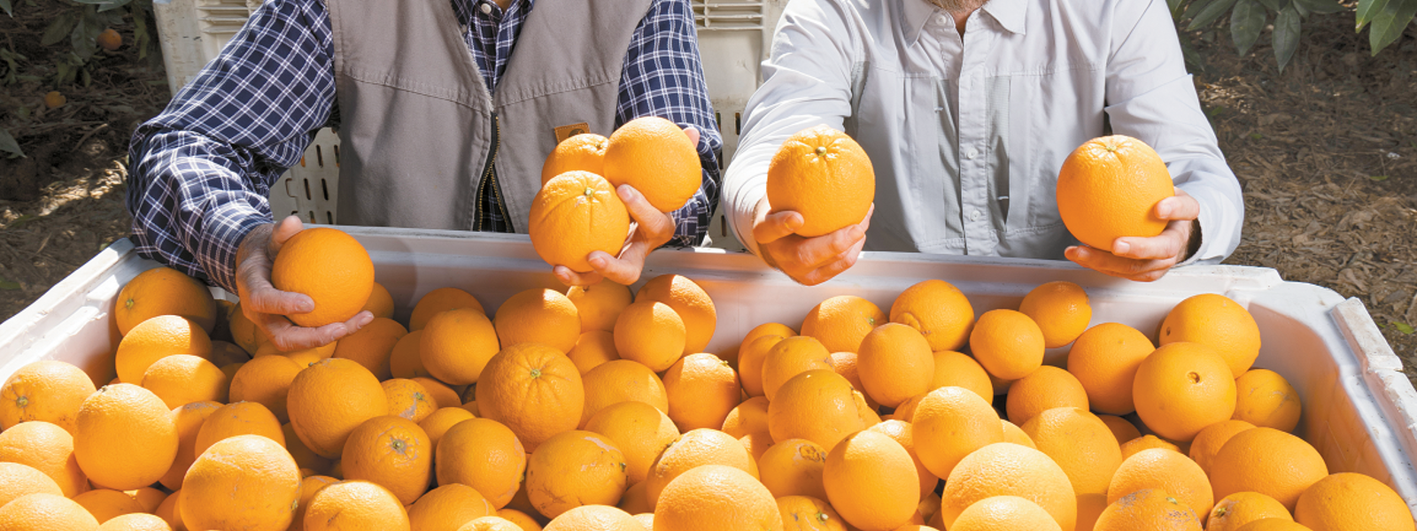 Navel oranges unsurpassed as state's top citrus fruit