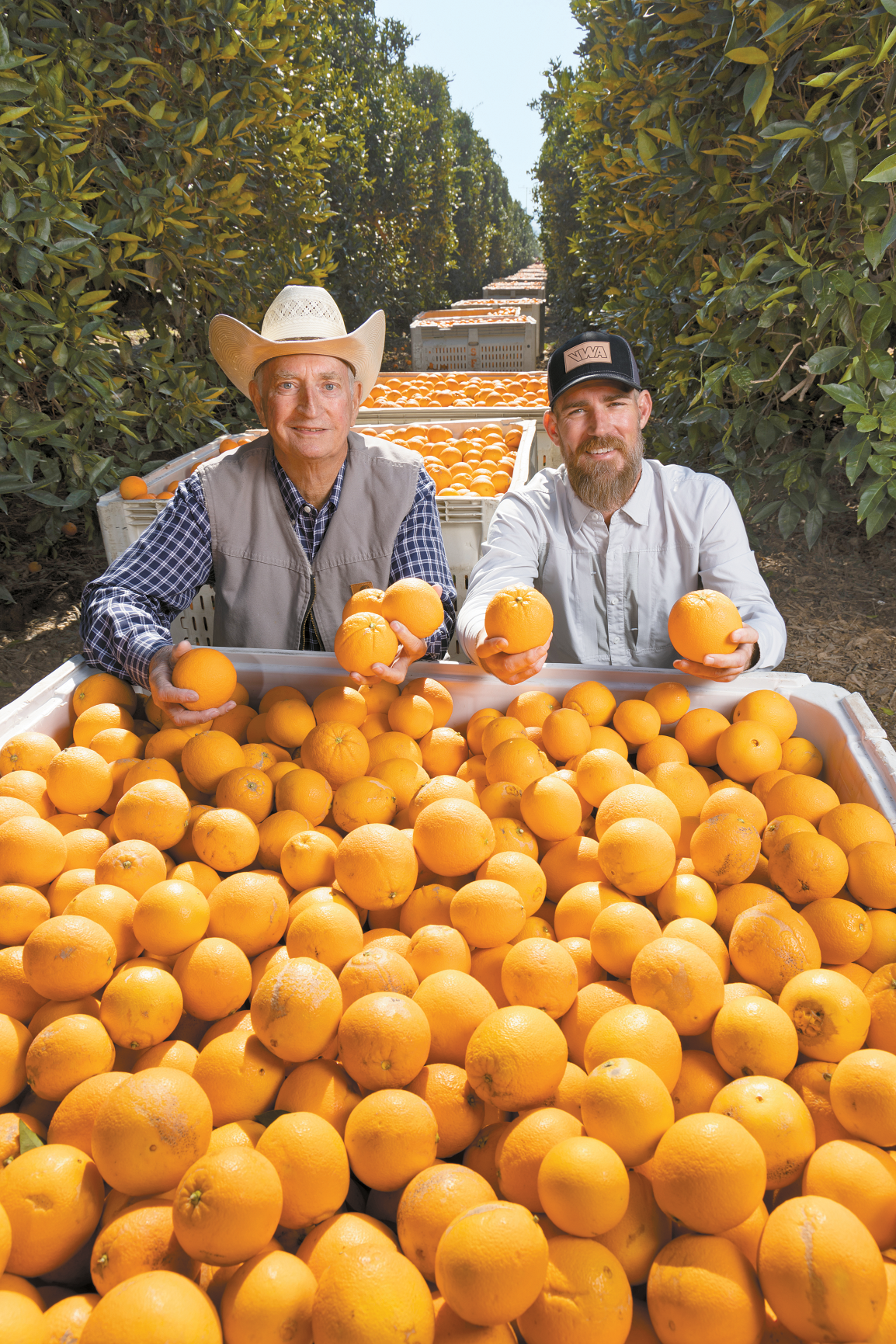 Navel oranges unsurpassed as state's top citrus fruit