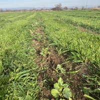 Chico State farm focuses on regenerative practices