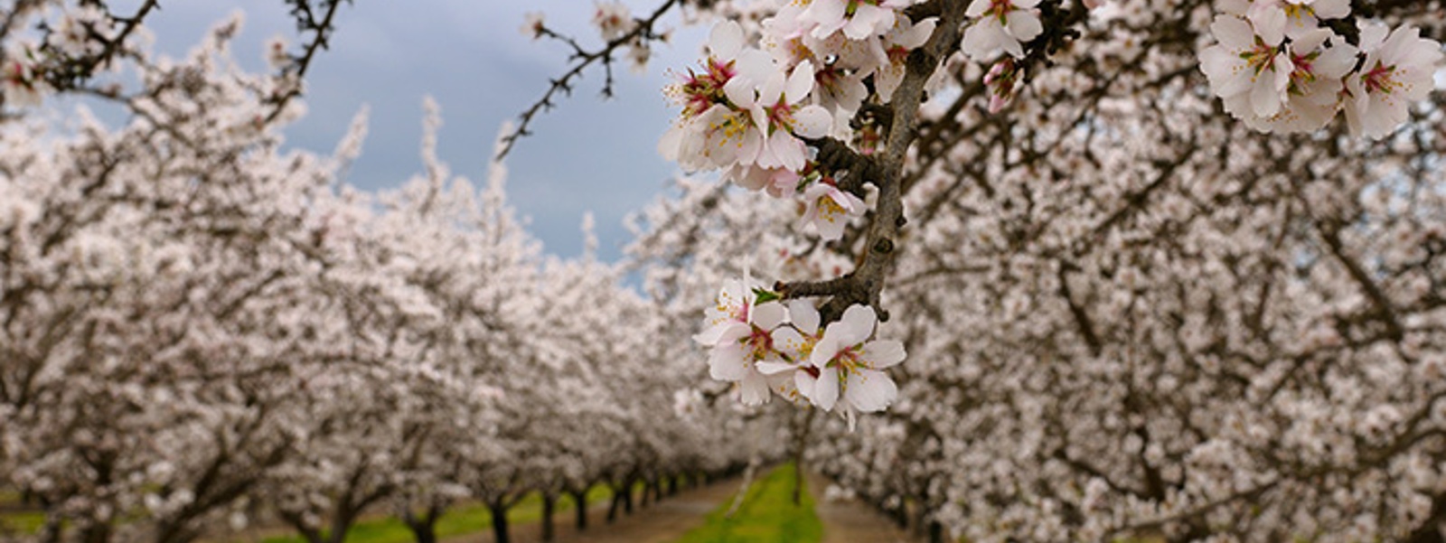 How can growers&nbsp;identify and prevent bacterial blast?