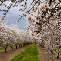 How can growers identify and prevent bacterial blast?