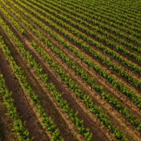 Vineyards make progress in managing virus spread