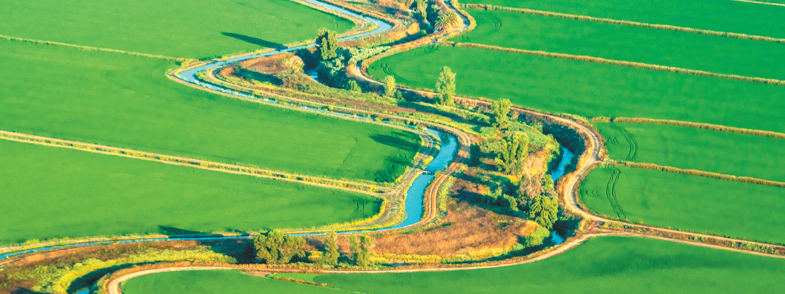 Saving rice land as habitat can help wildlife, farmers