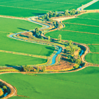 Saving rice land as habitat can help wildlife, farmers