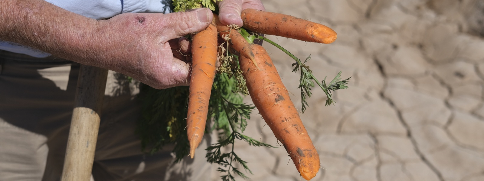 Desert farmers report strong harvest of winter vegetables
