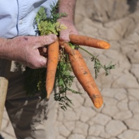 Desert farmers report strong harvest of winter vegetables