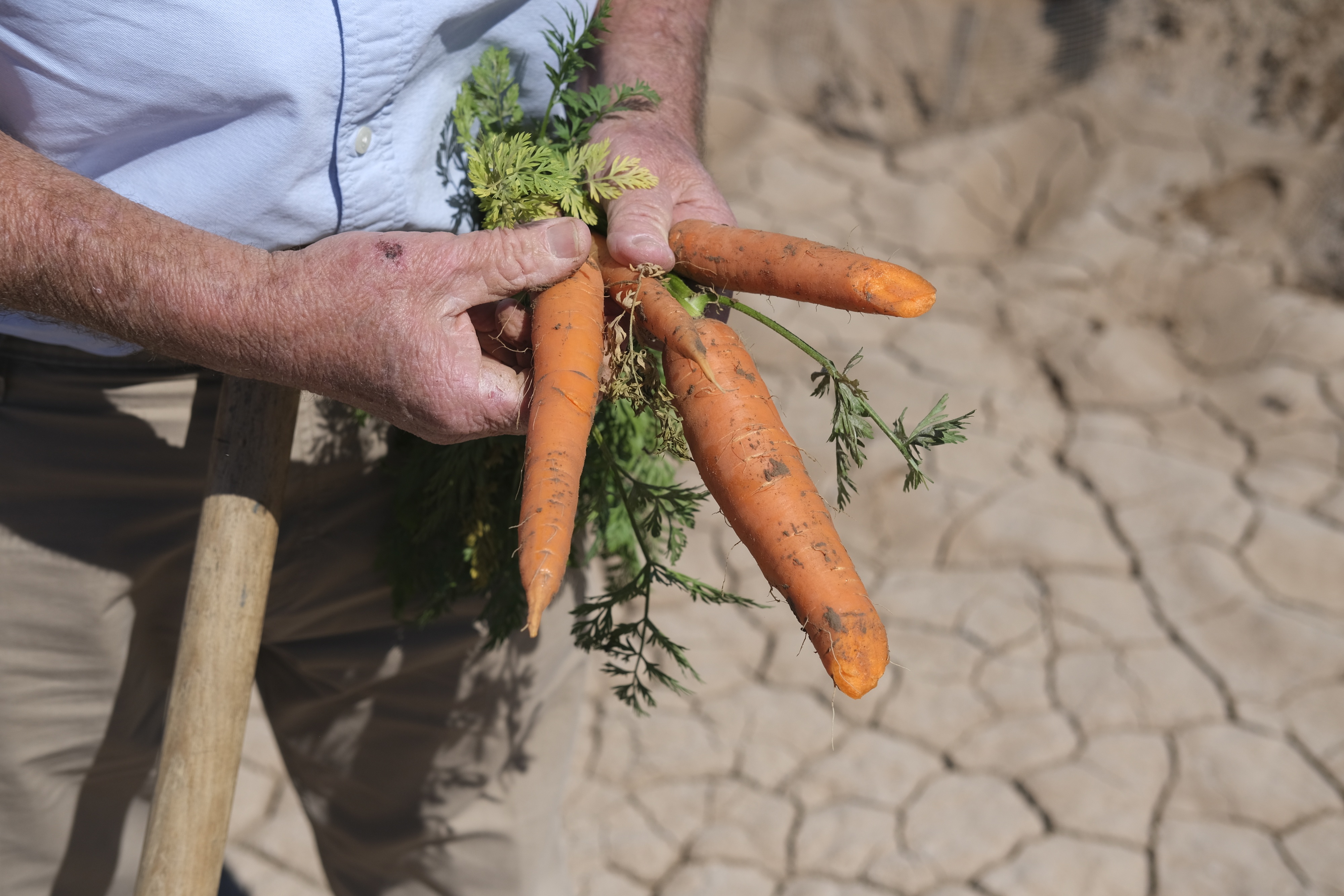Desert farmers report strong harvest of winter vegetables