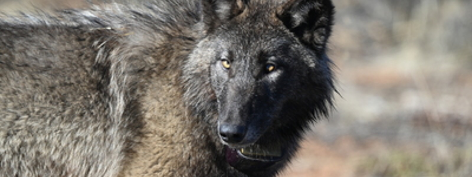Ranchers grapple with growing wolf numbers, losses