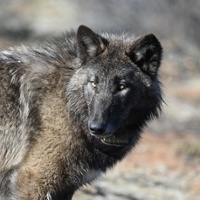 Ranchers grapple with growing wolf numbers, losses 