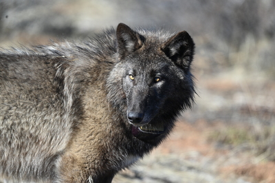 Ranchers grapple with growing wolf numbers, losses