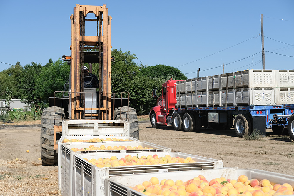 Del Monte cannery closure devastates California fruit growers