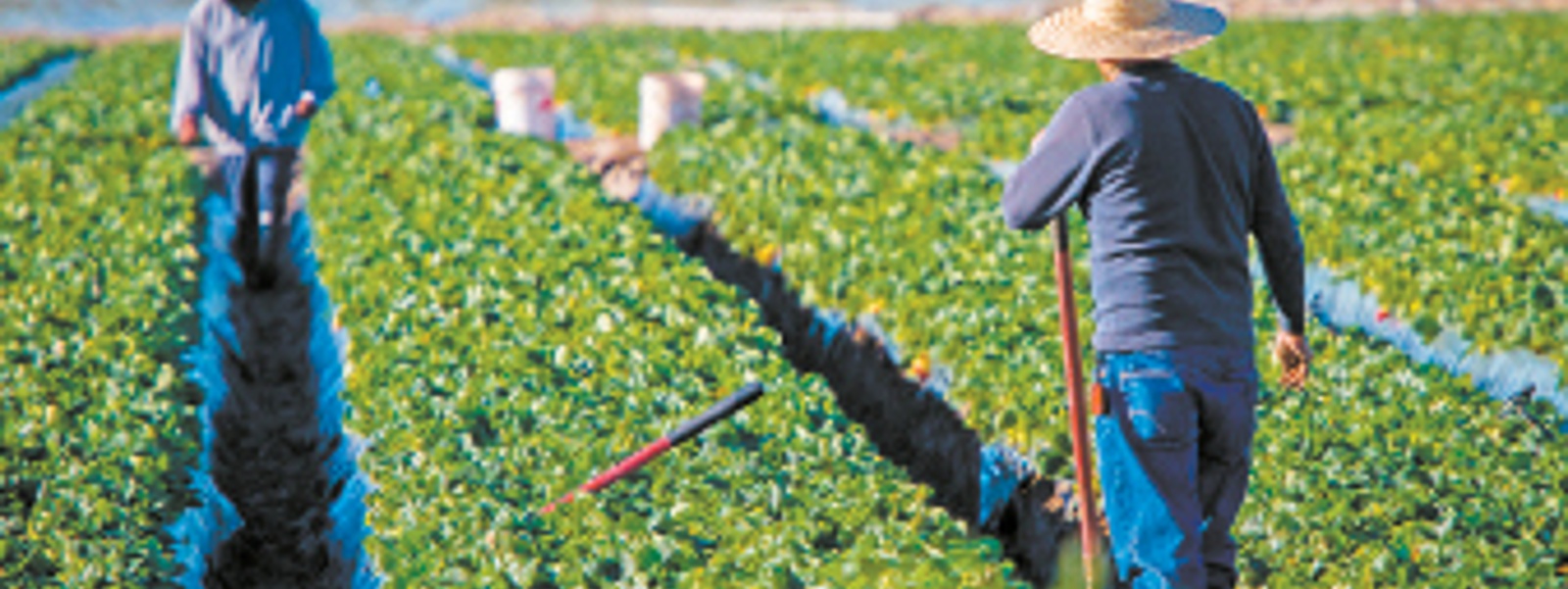 Commentary: New overtime rule cut earnings for farm employees