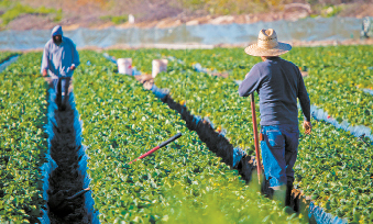 Commentary: New overtime rule cut earnings for farm employees