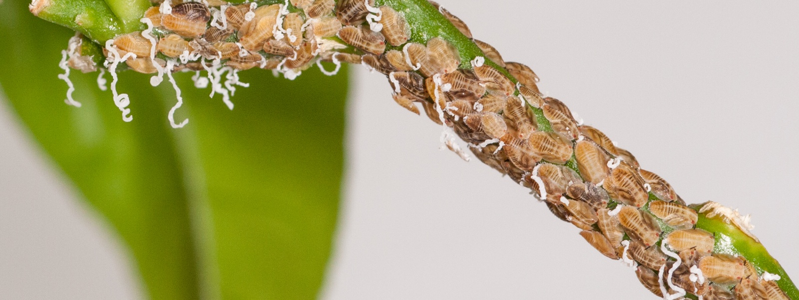 Organic growers have few tools to fight citrus psyllid